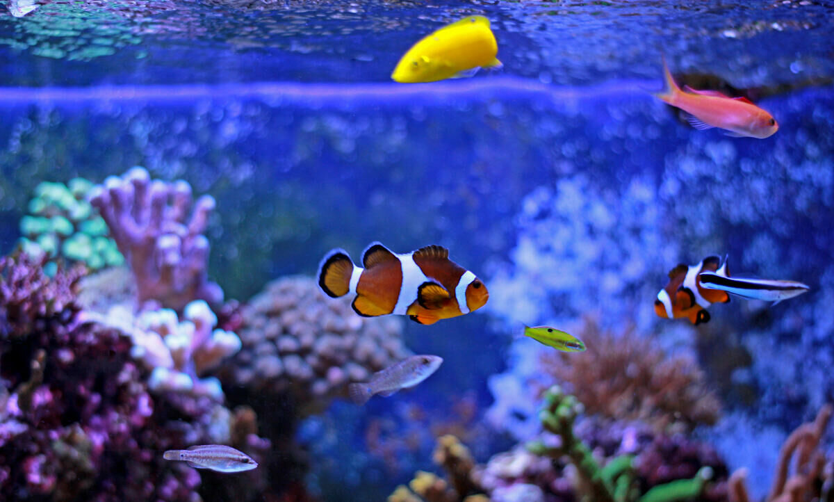 Imagem do Peixe-palhaço